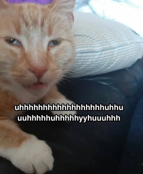 catpicture containing goofy cat